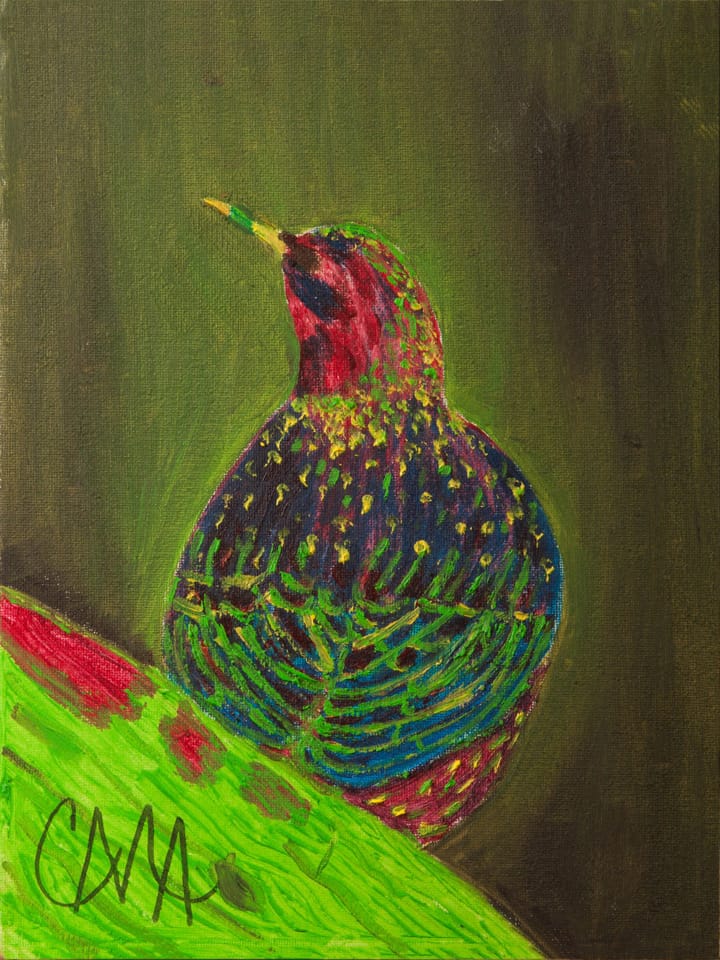 colorful bird